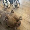 Micro bully males 13 weeks 2 available