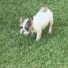 5mth Frenchie 4 sale