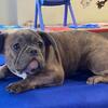 FRENCH BULLDOG FEMALES