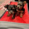 Yorkie Pups available 2 left