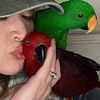 Beautiful Sweet Eclectus South Texas Area