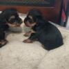 Adorable playful Yorkie puppies - purebred