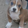 Red fawn American Bully female