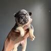 AKC French Bulldog (Fluffy Carrier)