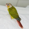 Baby green cheek pineapple conure