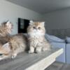 Persian kittens one of a kind