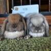 Pedigreed Holland Lop babies