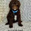 male goldendoodle puppies