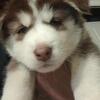 Siberian Husky Puppies 🐾 Blue Eyes • 8 Weeks • Ready Now