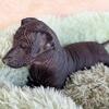 Xoloitzcuintle puppies