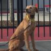 5 year old spayed female labradoodle mix