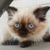Seal point Female Himalayan kitten
