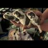 XMAS LITTER OF 4 "CHIWEENIE-MINI" PUPPIES-$600