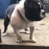 Exotic bully up for stud