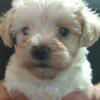 Maltipoos puppies AKC parents for sale