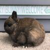 Netherland Dwarf Bunnies