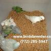 Baby Quakers available at wholesale prices