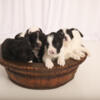 French Boodle Puppies, looking for forever homes