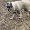 AKC Wooly Siberian Husky puppy