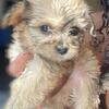 Male MALTIPOO 18 weeks