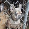 5month MaleFrenchie puppy 