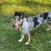 AKC F Blue Merle (Smooth Coat)