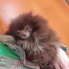 Proven Toy Chocolate Boy POMERANIAN