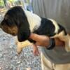 AKC puppies for sale