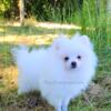 White Female Pomeranian