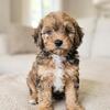 (Joy) AKC Mini Poodle Puppy