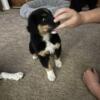 Ready to go now 9 weeks. Australian shepherd puppies