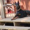 Doberman Pincher Proven Stud Service