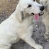 Golden Retrieve, AKC,  female 3-years old, sweet as can be.