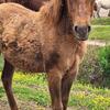 Quarter Horse Colt