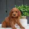 Adorable Cockapoo Puppies