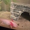 For sale  leucistic Axolotl pink with black eyes