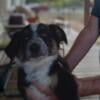 Australian Shepherd Puppies