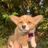 AKC Pembroke Welsh Corgis