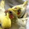 Handfed Baby Cockatiels