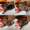 Mini Dachshund Pups