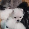 Pomeranian Puppies