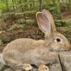 Flemish giant bunnies 