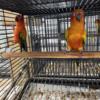 Breeding Pairs of Sun Conures