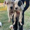 Beautiful Female Dogo puppies available