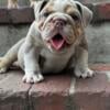 Male Mini Exotic Bulldog