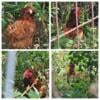 4 Free laying hens brown eggs