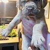 Douge de Bordeaux AKA French Mastiff puppies. AKC - Ready 5/16