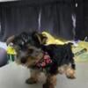 Yorkie puppy with sweet personality