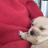 Puppy - Morkie