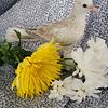 Ringneck Doves- Handraised-Shipping available